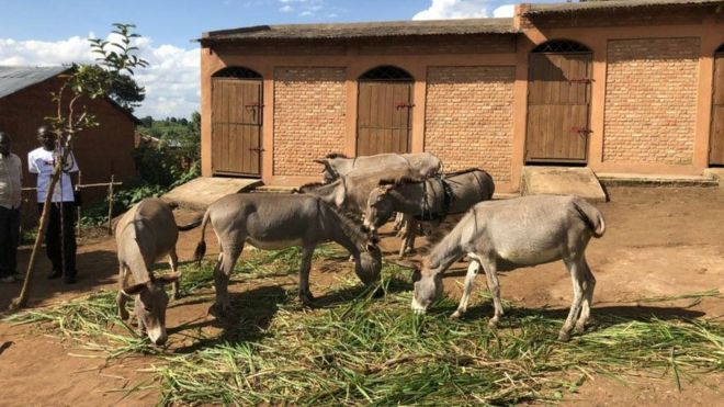 BURUNDI : le gouvernement burundais refoule 10 ânes offerts par la France