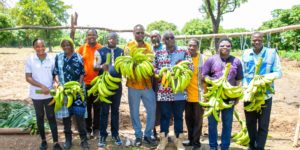 agriculture, autosuffisance alimentaire, banane plantain, Hauts-Bassins, production locale, Burkina Faso, Initiative présidentielle, sécurité alimentaire