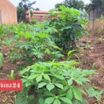 autosuffisance alimentaire au Burkina Faso